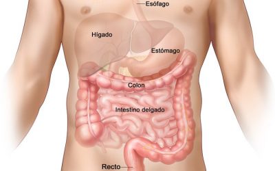Prueba INTOLERANCIAS ALIMENTARIAS y MINERALES.